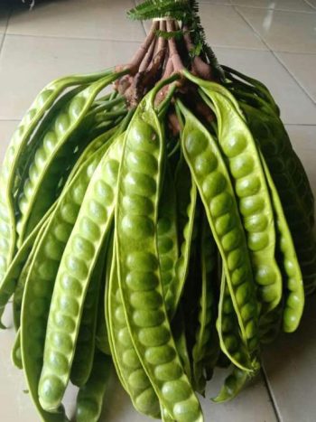 Petai Pete Muda/Tua 500g Baru Segar Fresh Iket | Setangkai | Bahan Sayur Masak