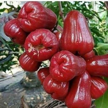 Buah Jambu AIR Citra 500gram Segar