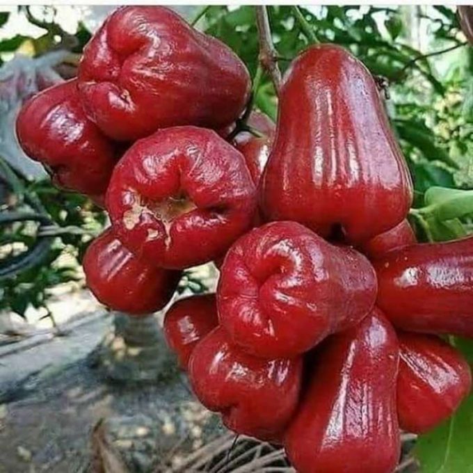 Buah Jambu AIR Citra 500gram Segar