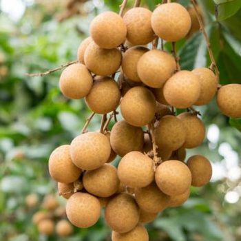 Kelengkeng Mata Kucing 500gram Klengkeng Lengkeng Segar Manis Premium