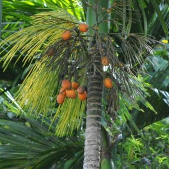 DAUN PINANG SEGAR LANGSUNG PETIK 250 GRAM | DAUN JAMBE SEGAR