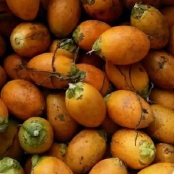 pinang tua, pinang kuning