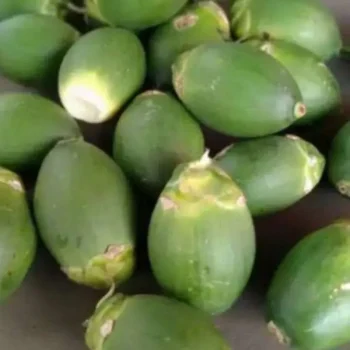 PINANG MUDA 1 KG | PINANG HIJAU | SEGAR | JAMBE MUDA