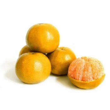 Jeruk Brastagi Segar 1 kg