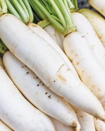 LOBAK PUTIH SEGAR 1 KG SAYUR SEGAR | FRESH GOOD QUALITY