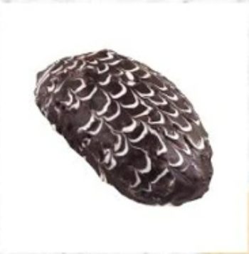 Coklat Spider Roti Manis Saimen