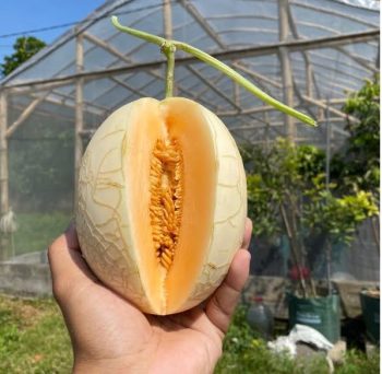 Buah Segar Melon Hidro SweetNet per Pack