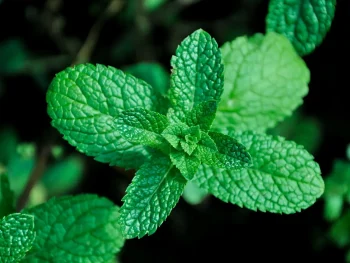 daun mint