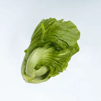 SAYUR SAWI PAHIT SEGAR 1 Kg