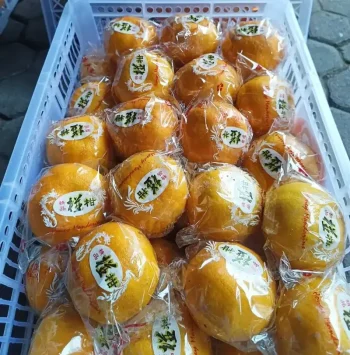 JERUK PONKAM KERANJANG UK M