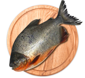 Ikan bawal tawar