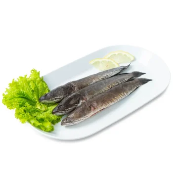 Ikan gabus air tawar