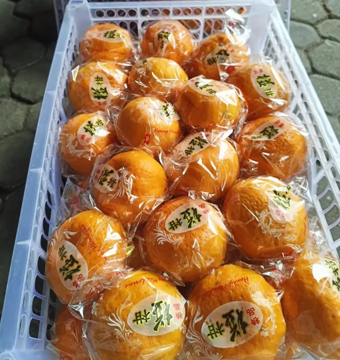 JERUK PONKAM KERANJANG UK L