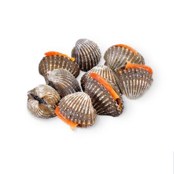 Kerang Dara Utuh Besar