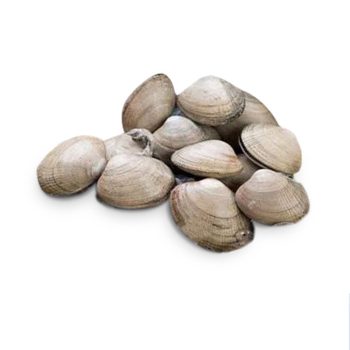 Kerang Kepa Utuh