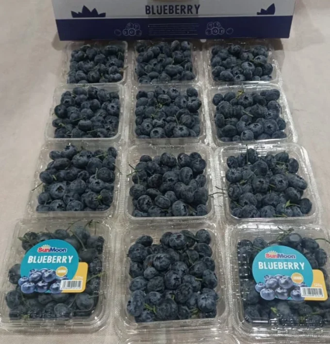 blueberry segar