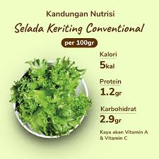 Selada Keriting 1 selada keriting
