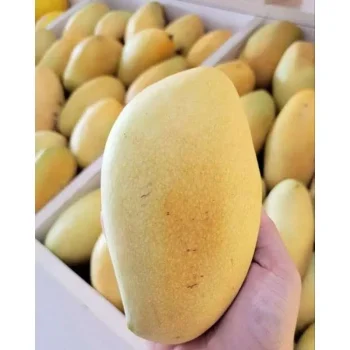 Mangga Thailand 1 kg