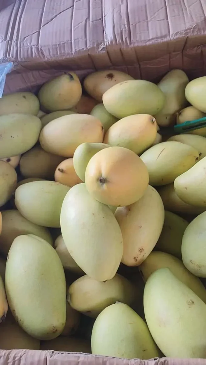 Buah Segar Mangga Thailand HR Susu 1 kg Manis Daging Tebal