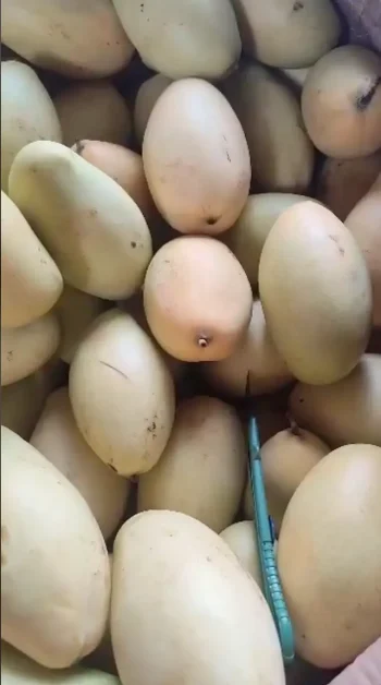 Buah Segar Mangga Thailand HR Susu 1 kg Manis Daging Tebal