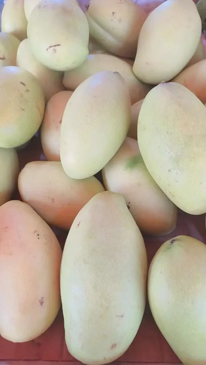 Buah Segar Mangga Thailand HR Susu 1 kg Manis Daging Tebal