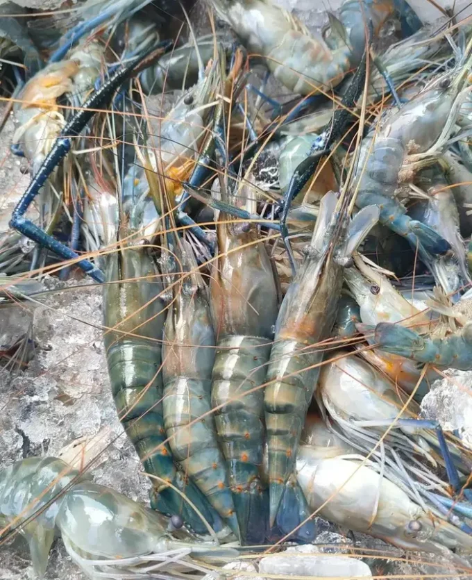Udang Galah Segar 1 kg