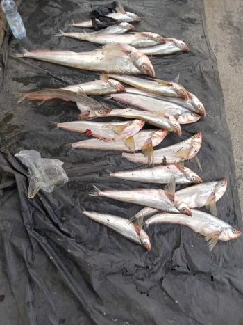 Ikan Sengarat Segar 1 kg | Fresh & Berkualitas