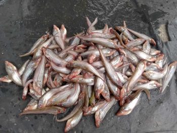 Ikan Lais Segar 1kg | Fresh Langsung dari Sungai